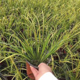 金葉菖蒲種植基地供應 河道公園置景 適應性較強 地被景觀植物