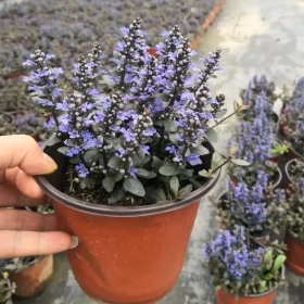 多花筋骨草 园林地被绿化观赏草 庭院小区地栽苗观赏花镜切花材料