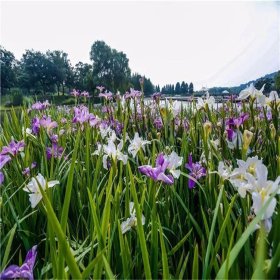 水生植物种植基地直发 常绿鸢尾 美化环境 湿地池塘绿化公园用苗