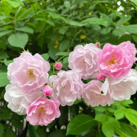 基地供應(yīng)爬藤植物 薔薇小苗 花量大庭院花壇種植觀賞園林造景工程苗