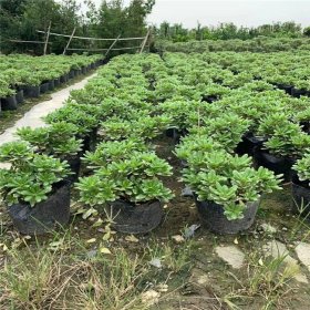 基地出售 花葉海桐球 道路兩旁觀賞性種植 庭院小區(qū)園林綠化灌木