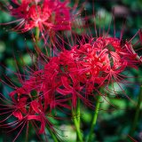 基地出售彼岸花 花壇花鏡濕地造景綠化苗 紅花石蒜 道路觀賞栽植