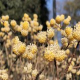 結(jié)香花 打結(jié)花 行道樹 金腰帶 景觀綠化栽植 盆栽綠化地栽苗