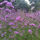 柳葉馬鞭草杯苗 地被種植 綠化工程苗木 公園小區(qū)綠地觀賞性花苗