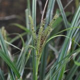 莎草 水生植物 湿地池塘造景河道公园水体绿化 多年生草本植物