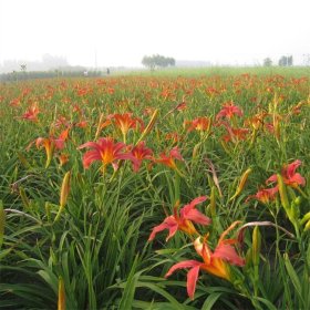 常绿萱草 耐寒耐旱 基地大量栽植 地被绿化种植小苗