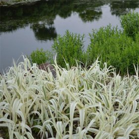 花叶芦竹小苗 基地种植 水体 绿化栽植 河道治理小苗