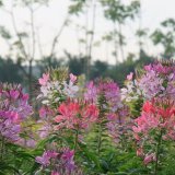 醉蝶花 杯苗盆苗量大 公園公路綠化栽植 景觀花卉