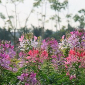 醉蝶花 杯苗盆苗量大 公园公路绿化栽植 景观花卉