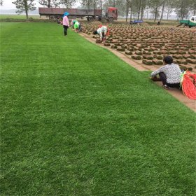 狗牙根草坪草皮 百慕大 根系好 耐践踏 水土保持植物