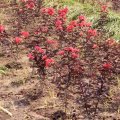 紫葉白花 紅花紫薇 花鏡花壇園林種子觀賞樹(shù) 行道樹(shù)