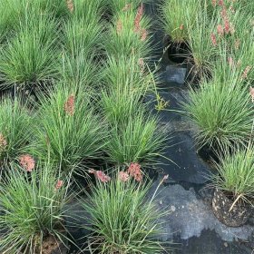 基地出售铺地毛冠草 庭院种植观赏苗 园林地被色块绿篱造景工程苗