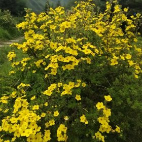 苗圃出售金露梅 规格齐全园林景区地被种植观花植物