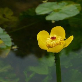 萍蓬草 黄花水龙 水体湿地绿化植物 观赏效果好 浮水丛生