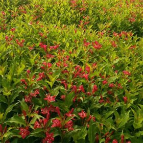 红王子锦带 绿篱色块种植 花坛花镜配植 道路绿化隔离带常用栽植苗木