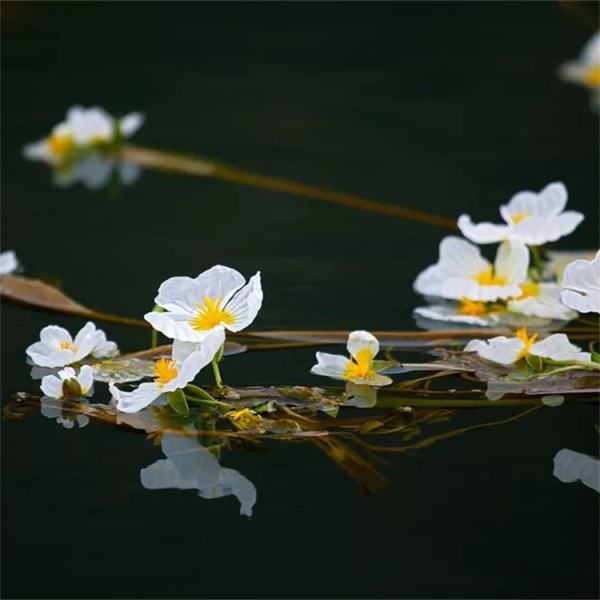 海菜花