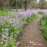 二月蘭 別稱諸葛菜 紫色花序 根系發(fā)達 園林造景栽植苗