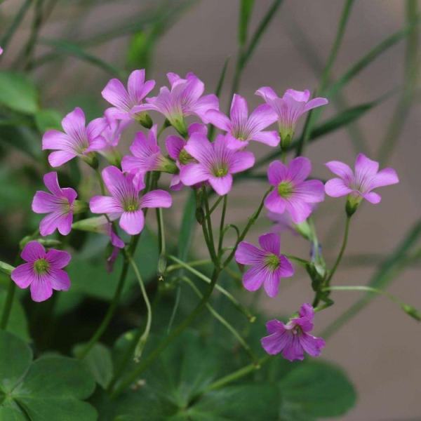 芙蓉酢浆草