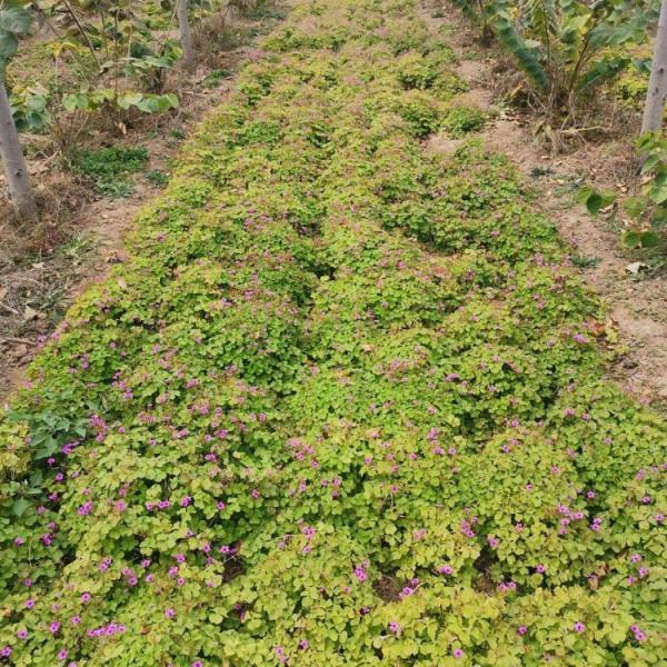 芙蓉酢浆草