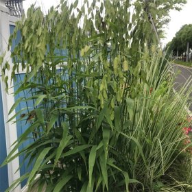 基地出售小盼草 袋苗杯苗 花镜花坛绿化造景栽植苗