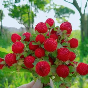 蛇莓小苗 盆栽地被种植苗 绿化造景 护土固坡栽植工程苗