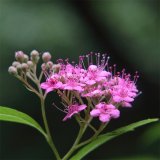 苗圃出售規(guī)格品種繡線菊 大量批發(fā)出售 園林觀賞苗木