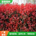 大量出售 紅葉石楠 紅葉石楠球 園林綠化 庭院綠 化苗