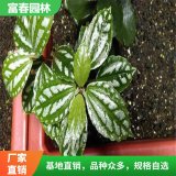 出售 冷水花 行道庭院園林綠化景觀工程苗木 新裝修房間內(nèi)栽培