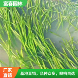 基地出售苦草 园林景区水景绿化用苗 庭院水池水草 净化水质植物