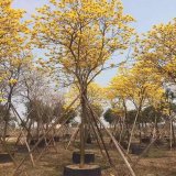 黃花風鈴木 行道風景樹 性喜高溫 先花后葉 園林種植綠化基地