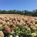 粉團花木繡球 也稱斗球 抖音網(wǎng)紅花同款 花量大