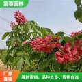 苗圃出售 歐洲紅花七葉樹 紅花 小區(qū)公園道路行道樹