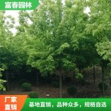 苗圃出售 糖槭 傳奇 園林綠化工程苗 別墅公園造景樹(shù)