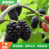 基地苗圃出售桑椹樹苗 盆栽庭院植物 園林行道樹