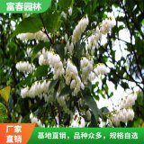 大量供應(yīng)落葉灌木馬醉木 花絲纖細(xì) 葉片密集 喜濕潤(rùn) 耐寒