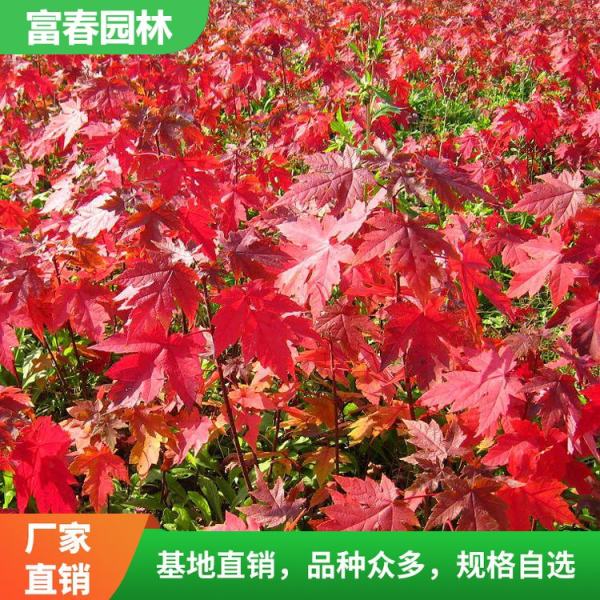 美國紅楓