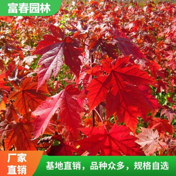 美國紅楓