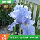 出售鳶尾花室內(nèi)外盆栽 庭院地栽花苗綠化工程 花壇花鏡布置材料