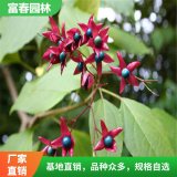 海 州常 山 苗 園林觀(guān)賞花卉植物 開(kāi)花植物 綠化工程苗