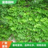 爬山虎苗 基地種植 園林綠化工程 棚架墻體攀援造景工程苗