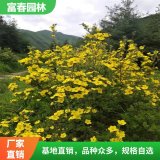 出售 金露梅 庭院觀花綠植 園林地被色塊苗木 城市綠化街邊綠籬