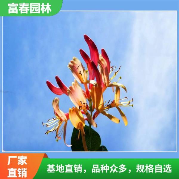 紅花忍冬