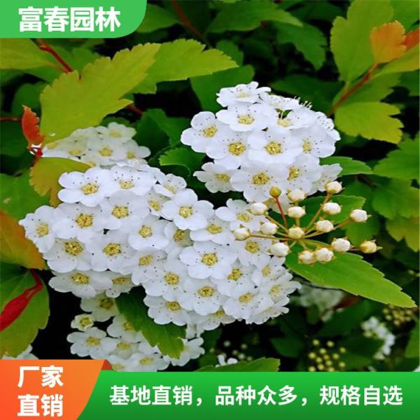 繡線(xiàn)菊