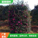 茶梅 花坛花镜造型装饰栽植 市政园林工程观赏绿化苗