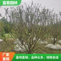 出桔子是蕓香科柑橘屬下的植物 參天園林 常綠小喬木