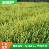 小叶女贞基地种植 景区园林丛植片植 道路隔离带绿化造景苗