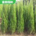 蜀 檜 蜀檜苗 樹形正 自產(chǎn)自銷 基地種植 綠化工程苗