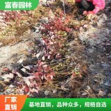 红冠红枫基地种植 品优价廉 景区园林列植观叶造景树