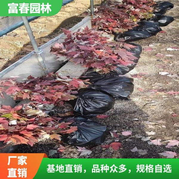 紅冠紅楓