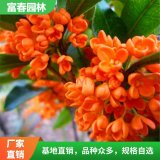 桂花 丹 桂 橙紅丹桂 顏色艷麗 樹形優(yōu)美 庭院綠化